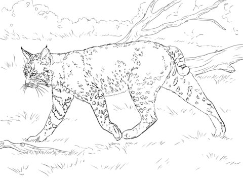 Realistic Bobcat Coloring Page